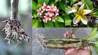 SUPER EASY Method To GROW Plumeria Champa From Cuttings [upl. by Eilram]