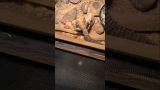 Uromastyx Morning lizard uromastyx reptiles cute [upl. by Ibot645]