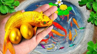 Catch colorful ornamental fish catfish lovely goldfish comet fish gourami Brazilian turtles [upl. by Lennaj]