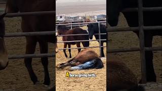 What is foaling foal foaling birth horse givingbirth ranch [upl. by Euqinotna]