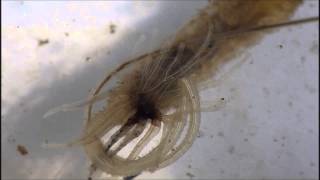 Rat Tailed Maggot with Parasite attached to Anus [upl. by Ettessil]