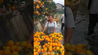 Fresh Beautiful Orange 🍊🍊 Fruit Harvest from Farm with Rural Farmer🤔 shorts satisfying [upl. by Marba]