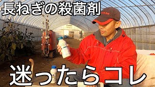 ヤバイくらい効く！オレ的長ネギの殺菌剤Best5 [upl. by Hedvig]