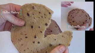 Barley Bread recipe  Hulless Barley Flat Bread The healthiest [upl. by Nessy]