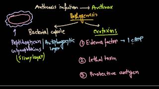 Bacillus anthracis pathogenesis [upl. by Rento805]