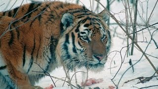 Amur Tiger in the Third Millennium FullHD [upl. by Vlada]