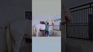 🐎punjabisong love stallion horselover animals horseriding subscribe shortsvideo short 🧿🏇 [upl. by Merrile882]