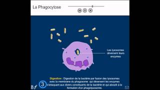 La phagocytose Animation et explication simple shorts [upl. by Martres]