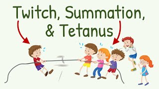 Twitch Summation and Tetanus in Skeletal Muscle Contraction  Physiology with Animation [upl. by Iran]