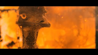 1932 The Great Emu War  Official Trailer [upl. by Nilkoorb]