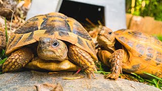 The BEST pet tortoises Russian and Testudo Tortoises [upl. by Morly872]