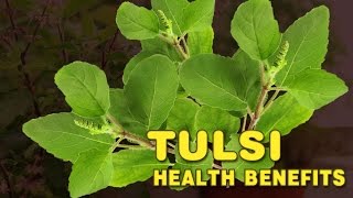 Health benefits of Tulsi  Holi Basil Benefits  Spiritual Videos [upl. by Ycrep47]