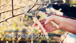 4 Basic Pruning Cuts Demonstrated amp Explained [upl. by Cosmo607]