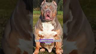 Akita Inu Vs American Bully  Whos gonna win [upl. by Nibas]