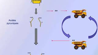 Respiration cellulaire en absence doxygène [upl. by Cherida]