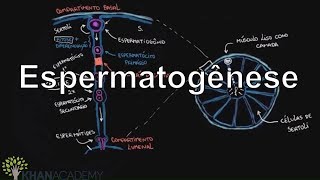 Espermatogênese  Vida e evolução  Khan Academy [upl. by Aineg923]