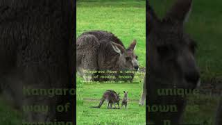 What is the scientific name of the Kangaroo kangaroo [upl. by Volney638]