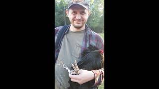 QUICKEST EASIEST Way to Remove a Roosters Spurs [upl. by Rhonda572]