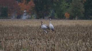 Kraniche Diepholzer Moorniederung 30102016 [upl. by Melonie492]