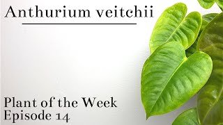 How To Care For Anthurium veitchii  Plant Of The Week Ep 14 [upl. by Kathy]