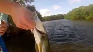 Ripping lips in Tampa bay Blackneck Adventures [upl. by Ojaras]