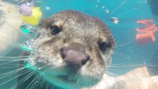 People Swim With Otters For The First Time [upl. by Enilekcaj369]