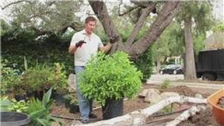 Landscaping 101  How to Prune Small Shrubs [upl. by Pytlik]