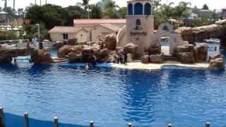 Dolphin Discovery SeaWorld San Diego OFFICIAL [upl. by Venezia79]