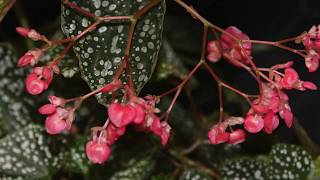 How to Propagate Angel Wing or Cane Begonias  Stem Cuttings [upl. by Ardeth877]