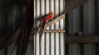 Beautiful red Golden pheasant pheasent birds birdslover [upl. by Michaeline]