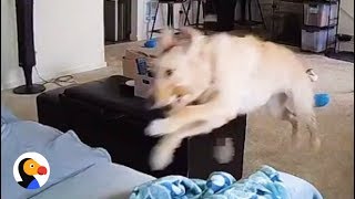 Dogs Home Alone CAUGHT ON TAPE  The Dodo [upl. by Kassi]