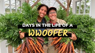 Days in the life of a WWOOFer  My WWOOFing experience [upl. by Gae]