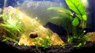 Nerite Snail time lapse [upl. by Rossie]