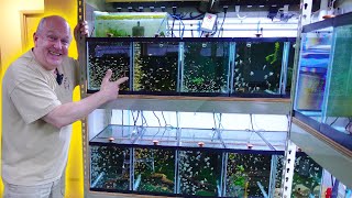 Master Breeder Reveals His Top Secret Aquariums Tour [upl. by Korrie]