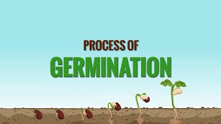 Germination of seed  Process of seed germination [upl. by Notsua372]