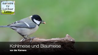 Kohlmeise und Blaumeise vor der Kamera Dohr Eifel Deutschland [upl. by Martinelli]