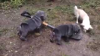 SharPei Puppies  wrinkly blue amp lilac sharpei puppies with chihuahua [upl. by Virgilia818]