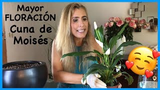 7 TIPS Cuna De Moises Cómo Hacer Que Florezca Spathiphyllum Espatifilo PLANTAS DE INTERIOR [upl. by Beitch]