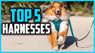 ✅Top 5 Best Harnesses for Dachshunds and Long Bodied Pups in 2024 [upl. by Notnarb580]