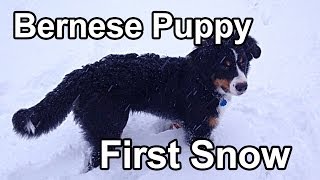 6 Month Old Bernese Mountain Dog Playing in Snow [upl. by Eenalem]