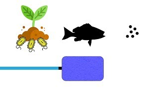 The Basics of the Aquaponic Nitrogen Cycle [upl. by Crispas708]