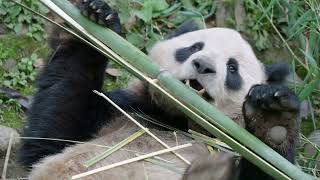 Pandas Are Coming to the San Diego Zoo [upl. by Nivi]