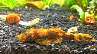 How to Keep and Breed Bristlenose Pleco Care Guide [upl. by Irita]