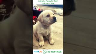 Labrador Dog Price Adorable Labrador Puppy Moments That Melt Your Heart 🐾Whatsapp 91836 8426957 [upl. by Sakhuja]