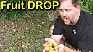 Why is My Tree Dropping Fruit amp How to Stop Fruit Drop [upl. by Yema]