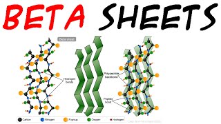 Beta sheet  beta pleated sheet  secondary protein structure [upl. by Alenoel]