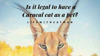 Is it legal to have a Caracal Cat as a pet [upl. by Iphagenia]