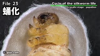 【蚕の一生】Cycle of the silkworm life 2333 蛹化 [upl. by Head356]