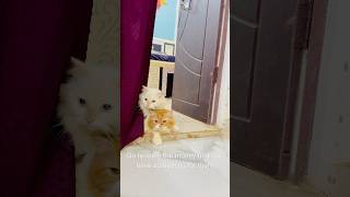 Billu ke bacche bolne lage😳catcomedy cat billicomedy billucat catvideo sajidcat billug [upl. by Bywaters]