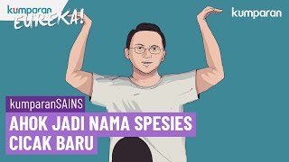 Tim Peneliti LIPI Pakai Nama Ahok untuk Spesies Cicak Baru  EUREKA [upl. by Huntlee161]